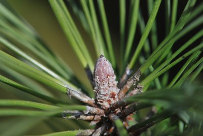 Pinus mugo - borovice horská